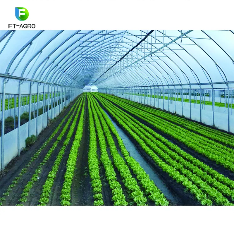 Very Cheap PO Film Single Span Greenhouse For Agriculture Easy Installation