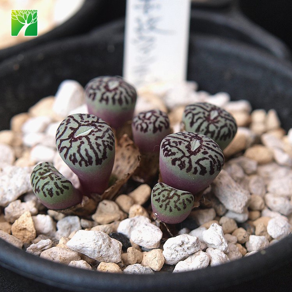 Горячая Распродажа малые минимальные живые сочные растения Conophytum