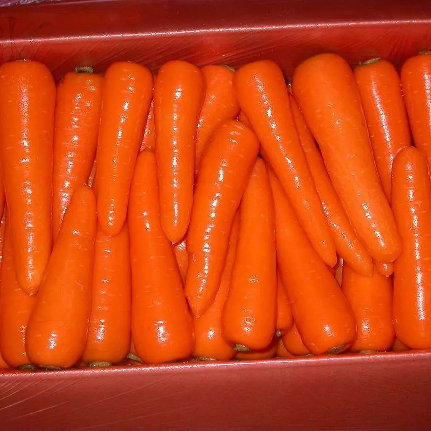Farm Products Fresh Carrot - Vegetable Viet Nam With Bulk For Export - CONTACT TO +84 911 695 402