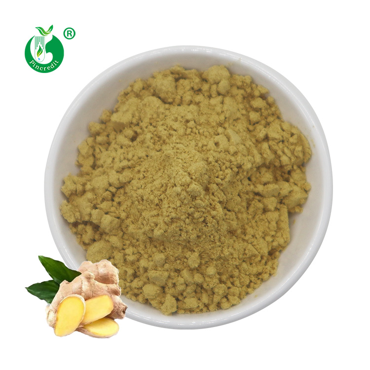 Pincredit Plant Extract Supplier Bulk Ginger Root Extract Powder