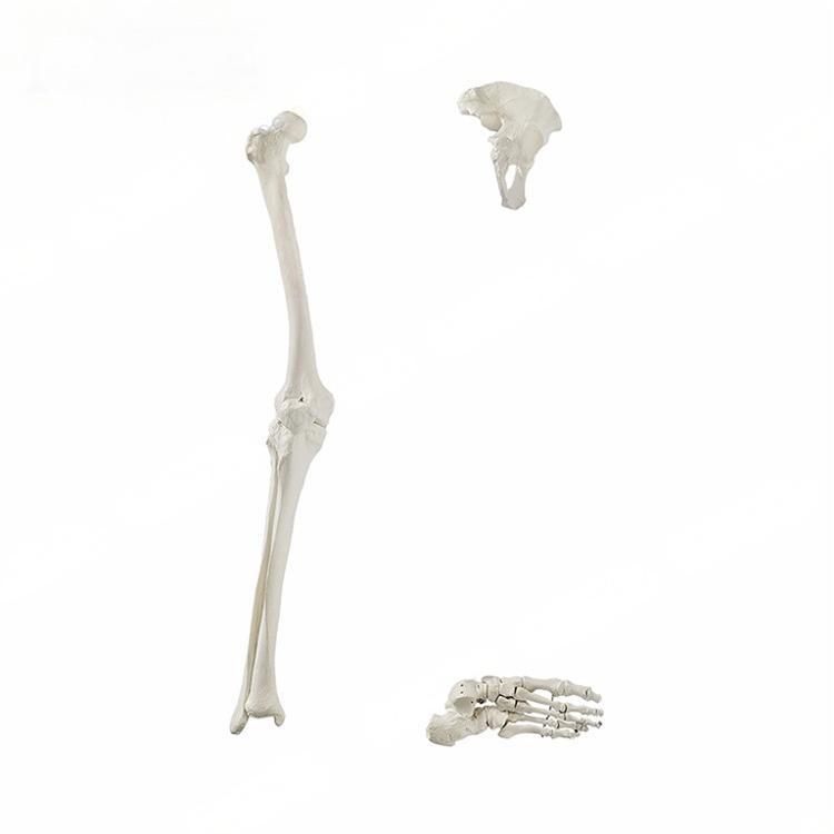 Natural Large Human Skeleton Lower Limb Bone Model Including Hip Bone for Medical Science, Femur