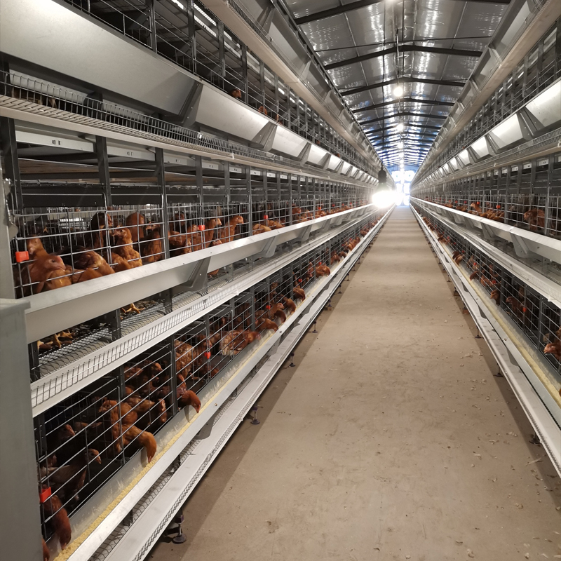 Лидер продаж с завода, клетка типа h для яиц, птицефабрик