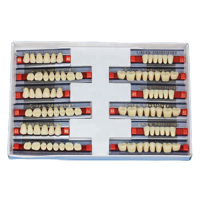 [ Aifan Dental ] Full Mouth Two Layers Synthetic resin teeth