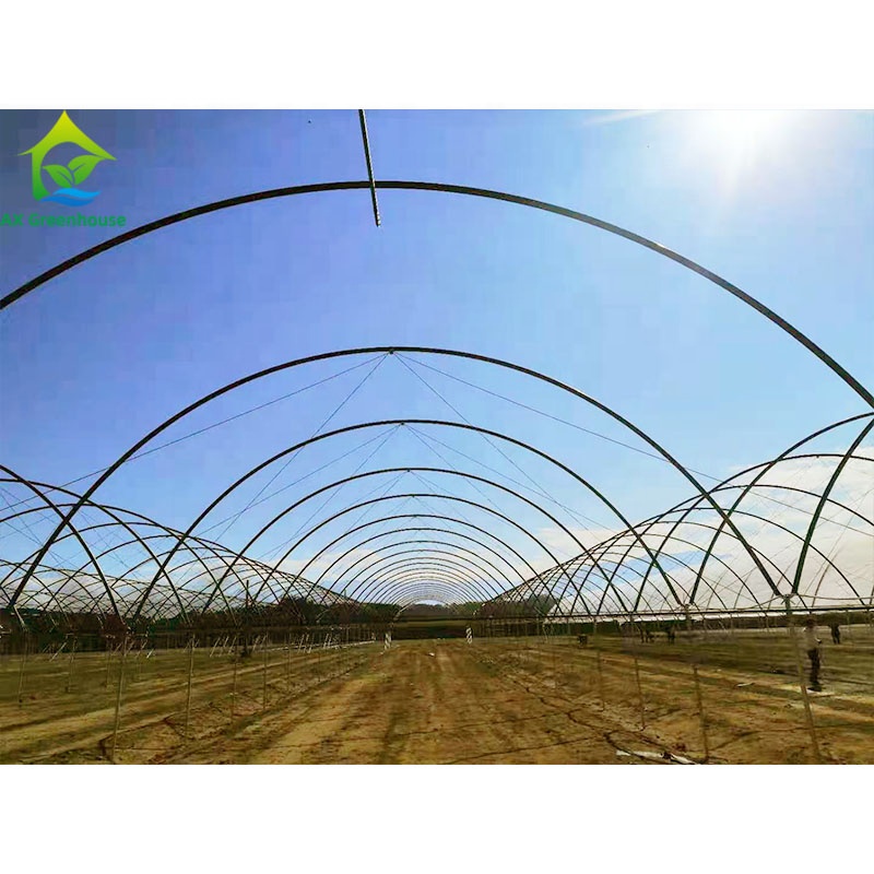 Multi span 200 micro plastic film greenhouse for grapes/strawberries
