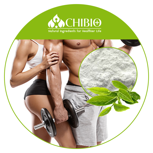 Пищевой класс ISO Kosher 100% натуральный высококачественный чай Kucha исходный порошок теакрина для наращивания мышц