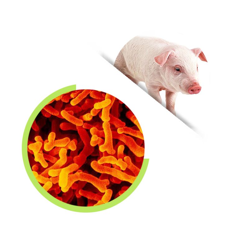 Bifidobacterium breve Powder/Bifidobacterium powder для птицеводства probiotics powder
