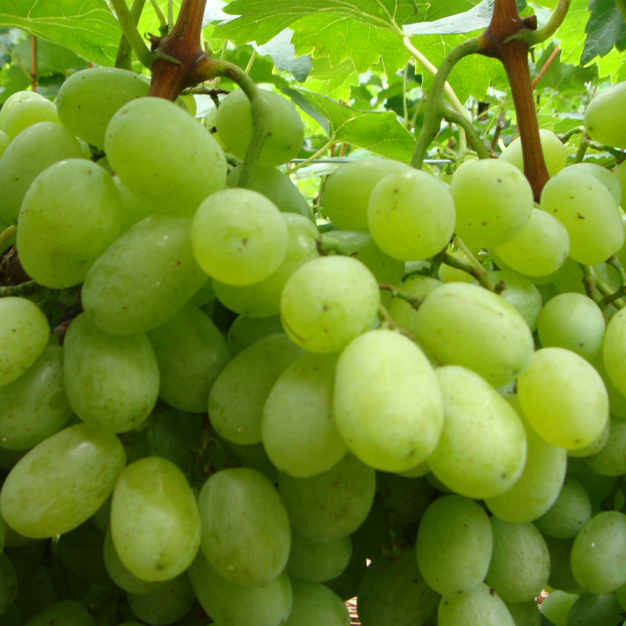 Fresh Seedless Green Grape