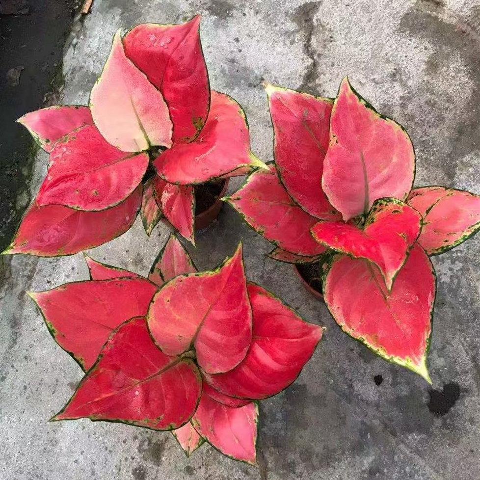 Wholesale plants Aglaonema live plants Indoor bonsai woodly plants Aglaonema with red leaf