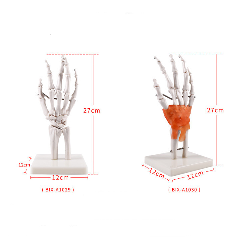 Nature Size Hand Bone Model Advanced Simulation Human Hand Joint Skeleton Model With Ligament