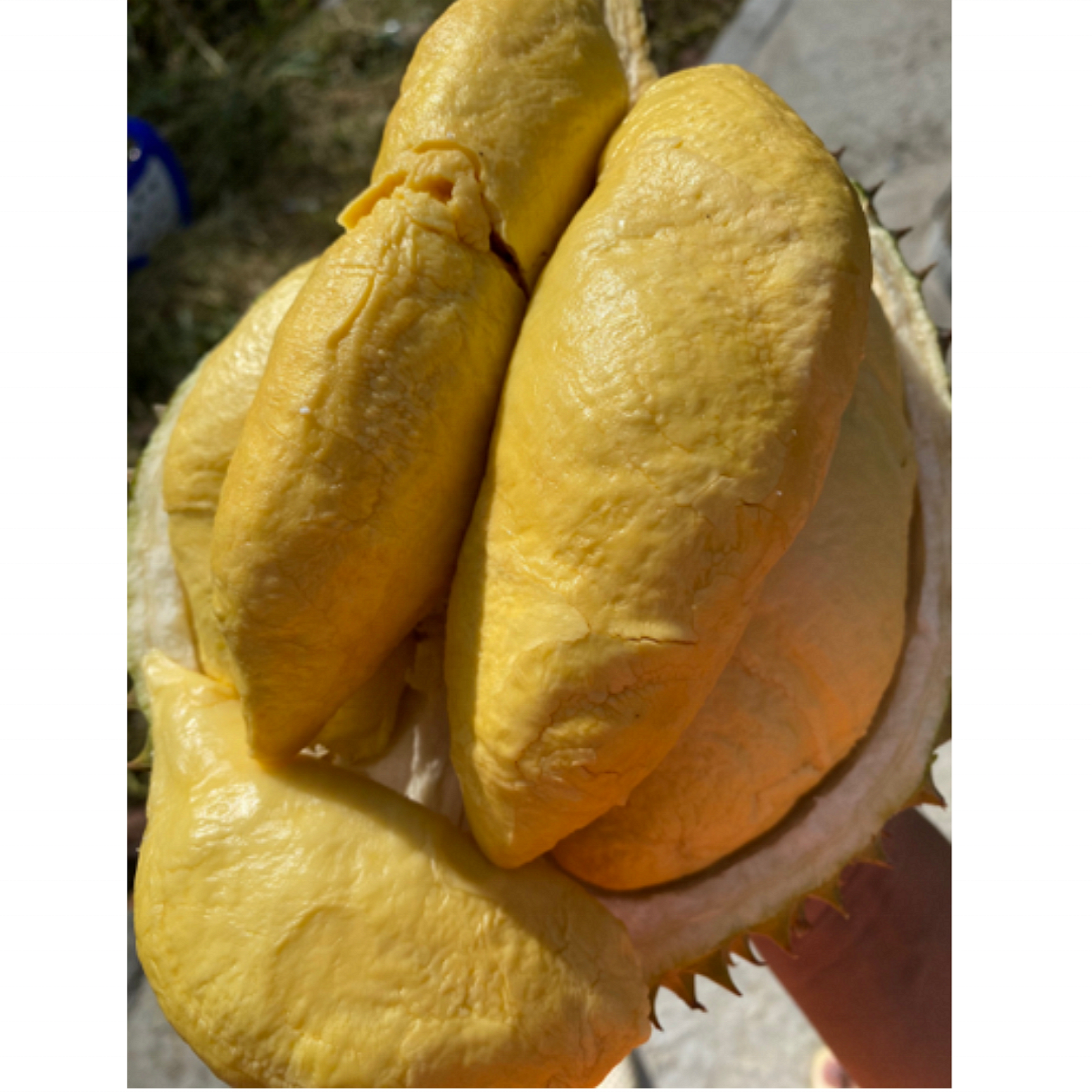 Замороженные дуриан с семенами в наличии разные (со сладким вкусом, 100% органический)