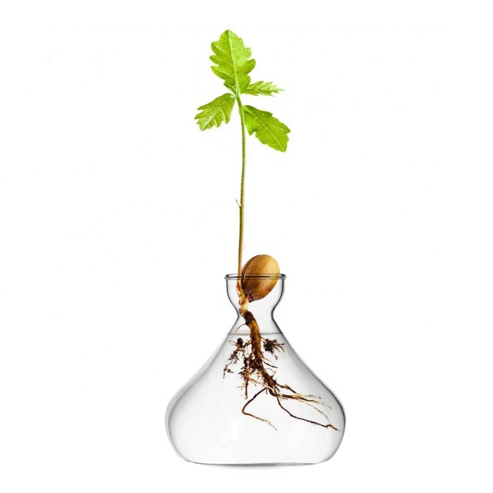 Glass Avocado Propagation Vase Avocados Hyacinths Chestnuts Walnuts Vase Bulb vase