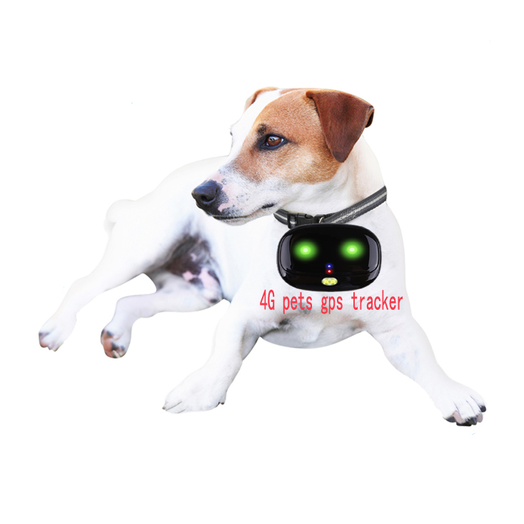 Quick Delivery Gps Accesories V43 Puce Reseau Sos Traker Lte Iot Cat Dog Pets 4G Pet Gps Tracker
