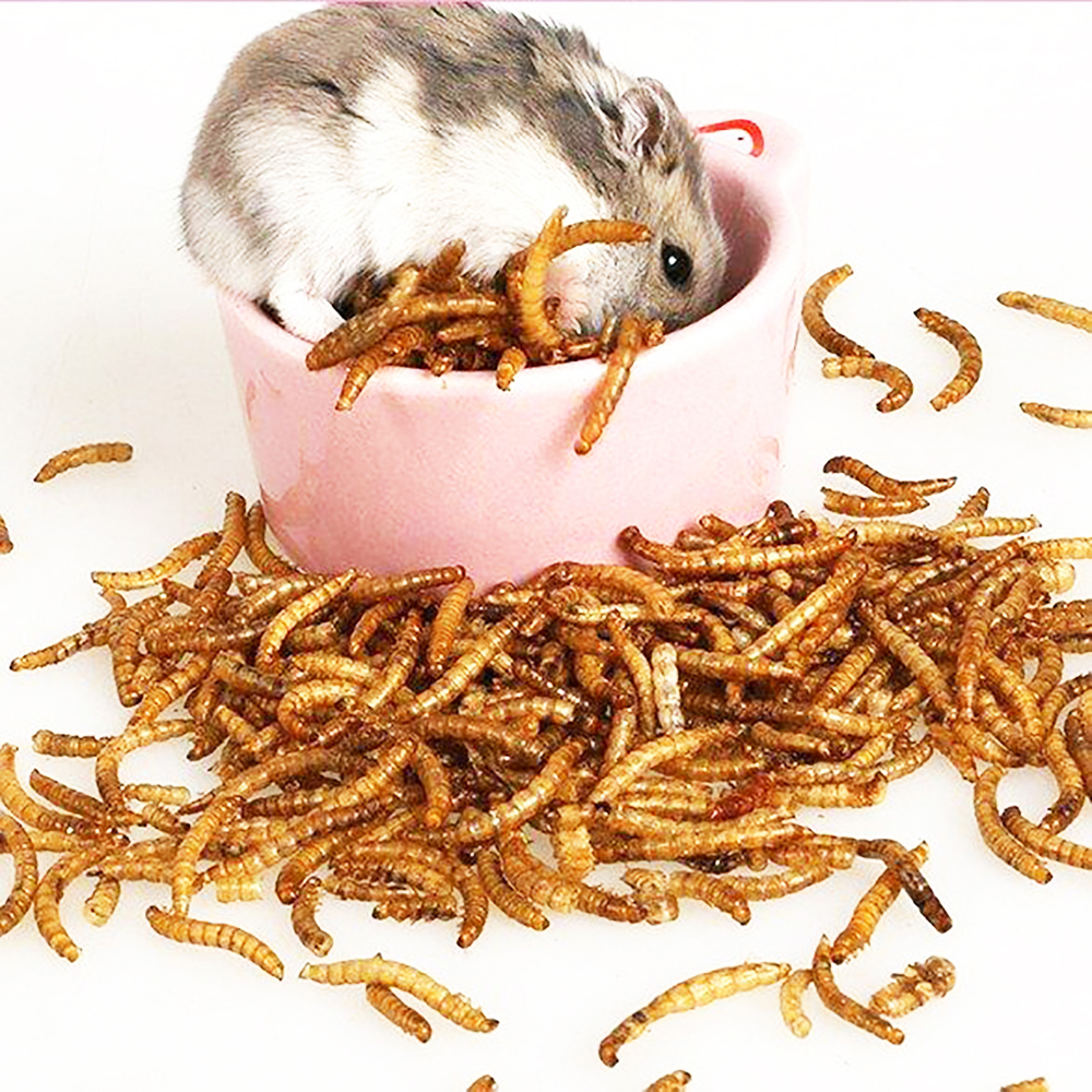 Микроволновая печь и замороженные сушеные Tenebrio Molitor/желтые Mealworms для рыбы и птицы