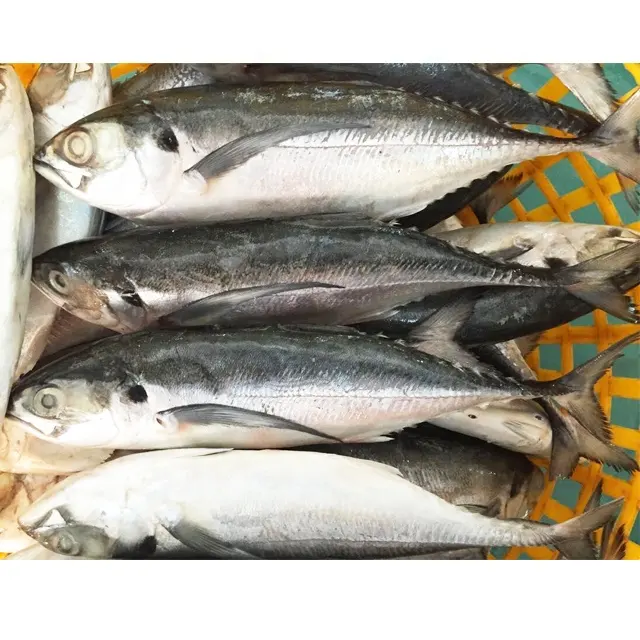 China Frozen Fish Hard Tail Scad Mackerel For sale
