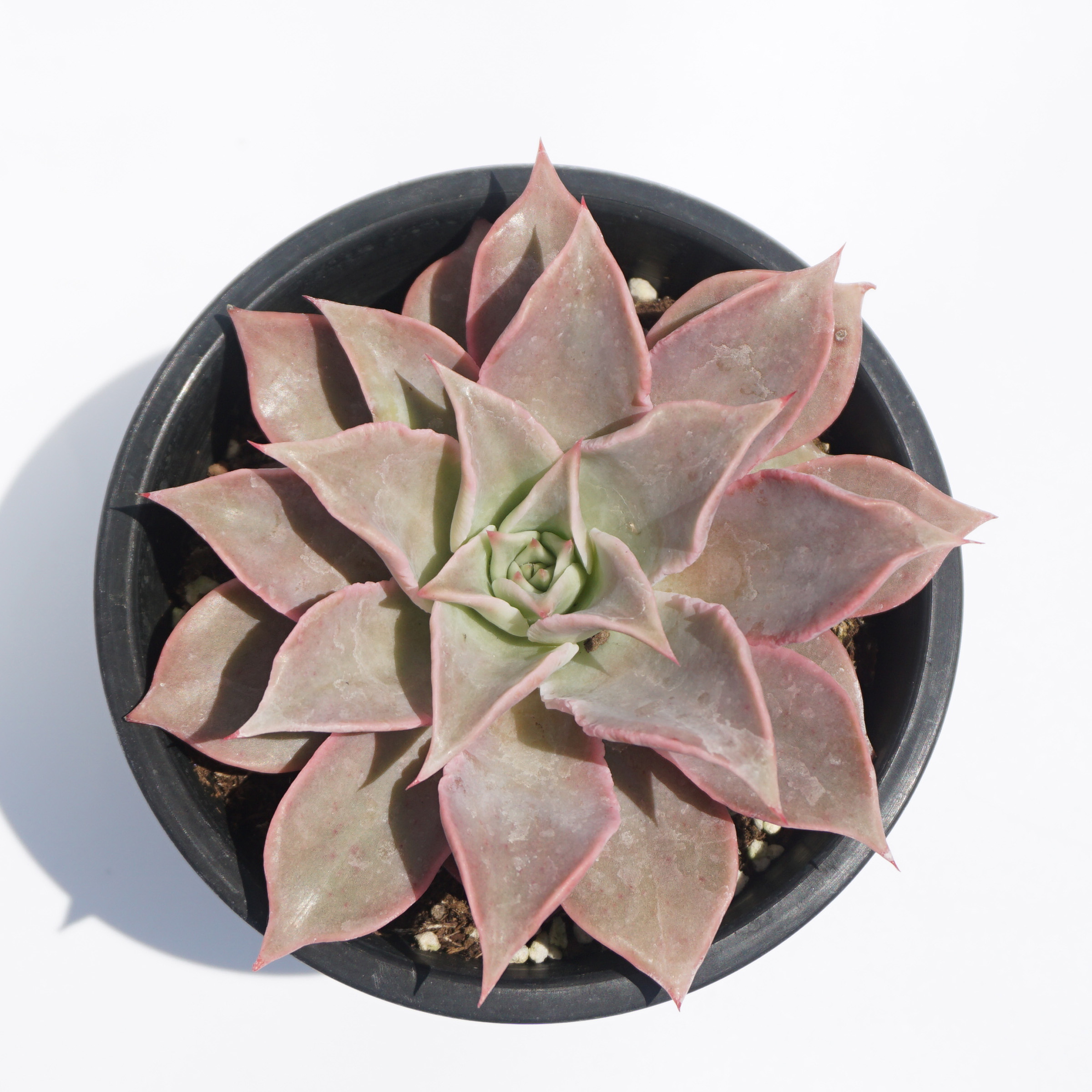 High Quality indoor plants natural live succulents plant wholesale rare plant ornamental succulent