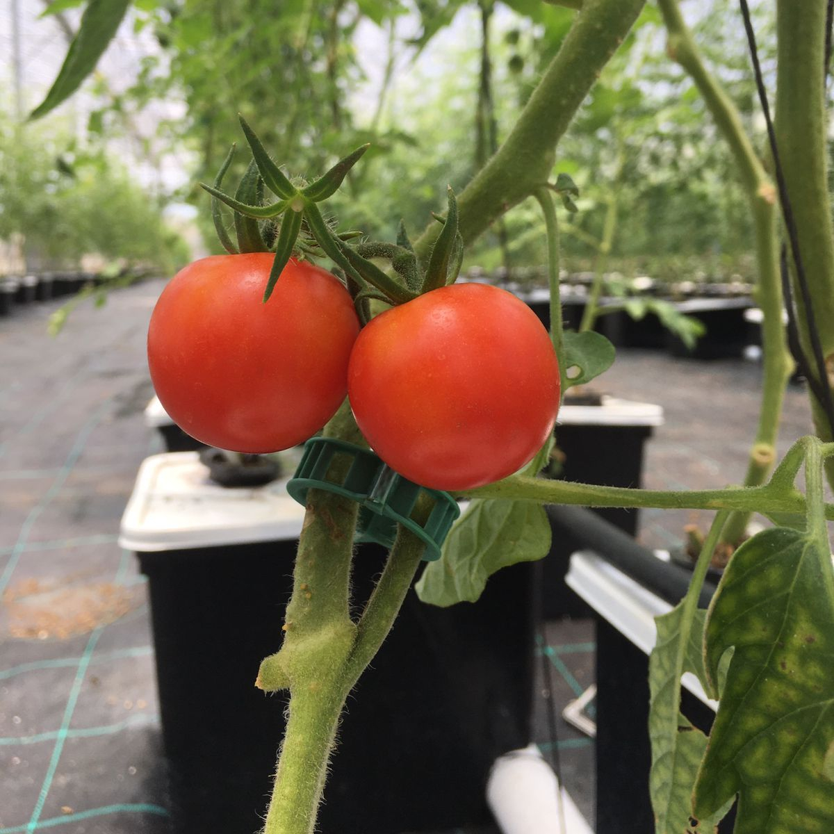 China Manufacturer Agricultural Hydroponics Greenhouse Bato Dutch Bucket for Tomatoes Pepper Commercial Farming Growing System