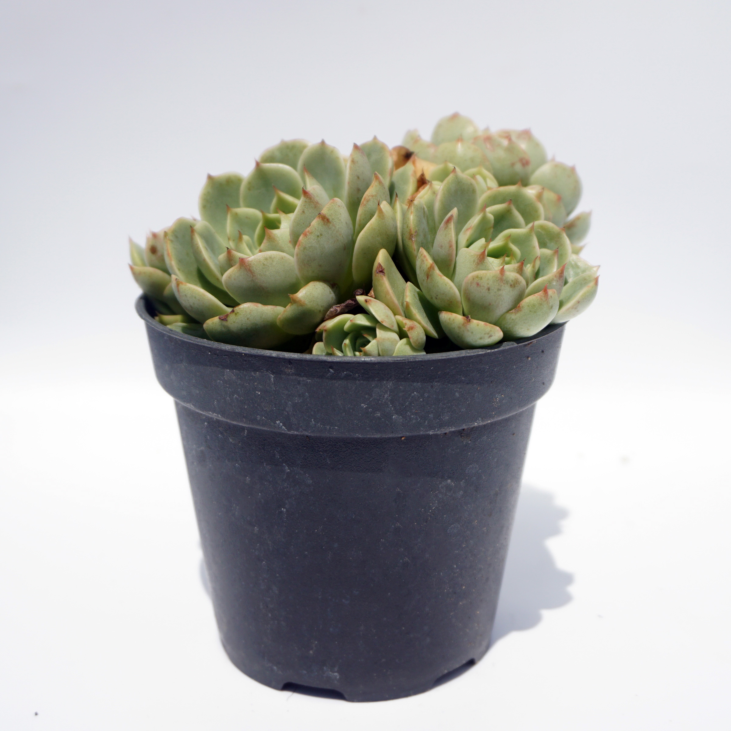 Aquatic house plants wholesale suculentas natural live succul bonsai rare sedum succulent plants