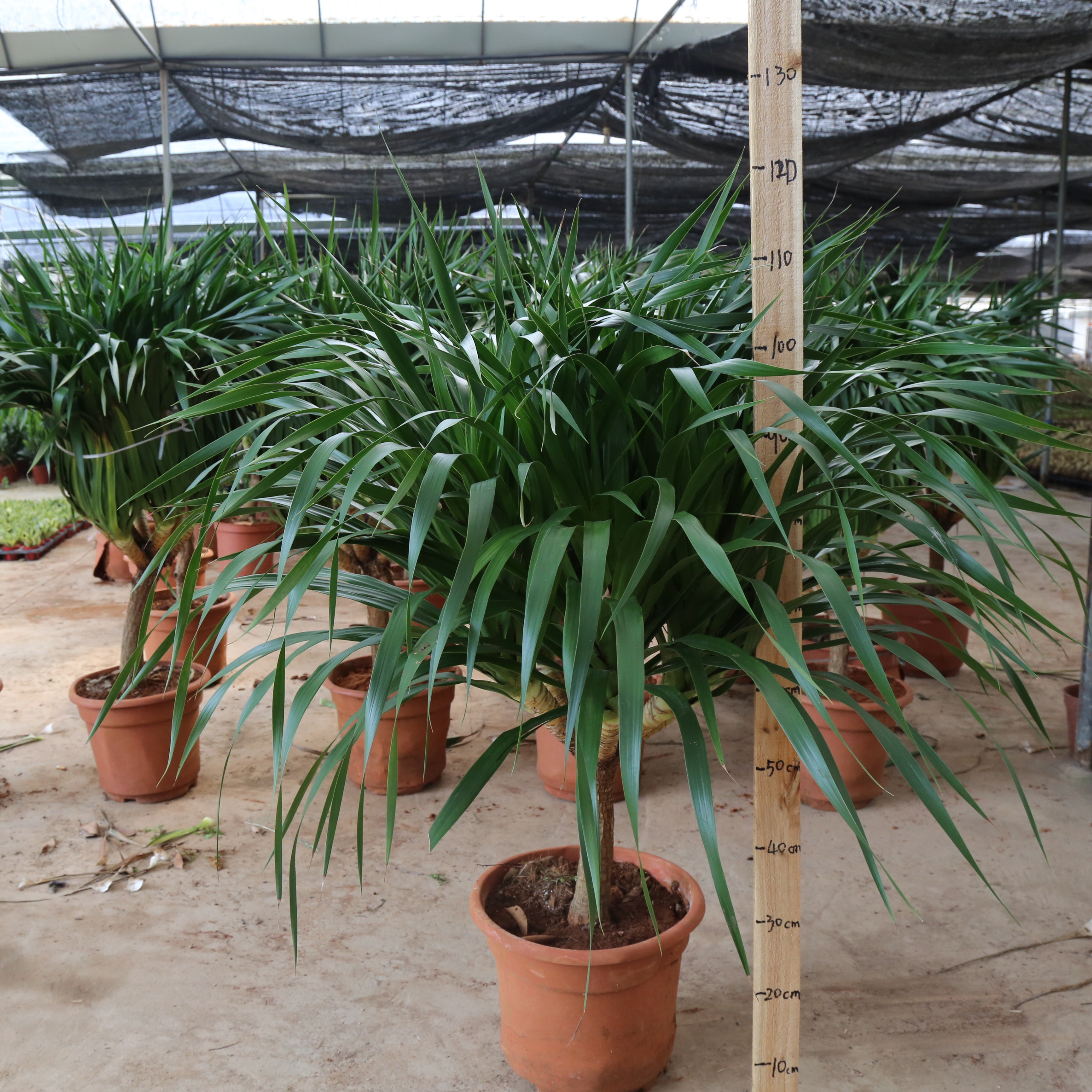 Dracaena fragrans