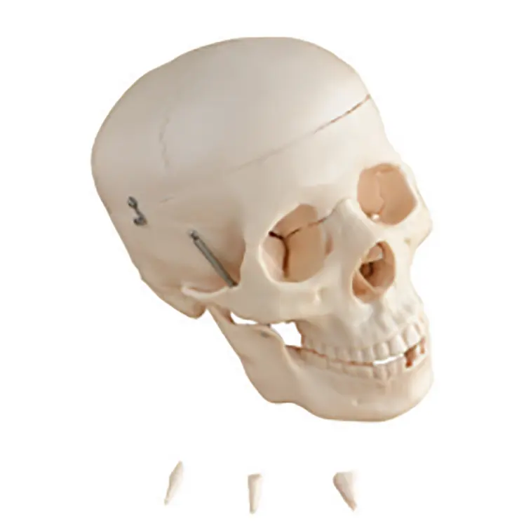 HOT Selling MKR-104C Life Size Standard Size Anatomy Skull Model