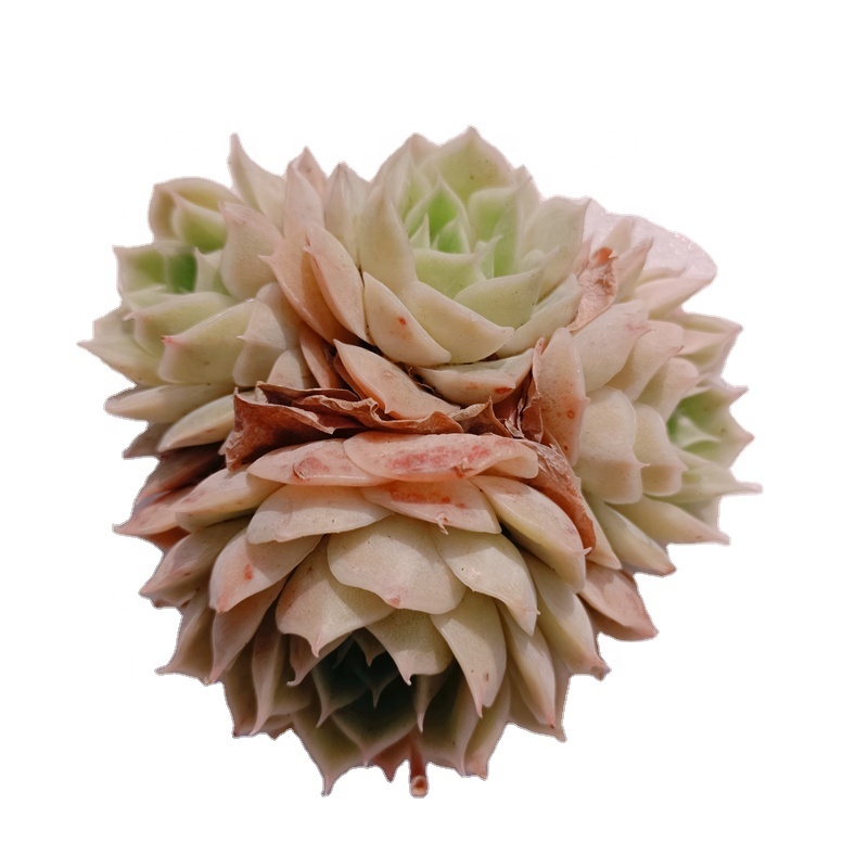 011Echeveria Onslow комнатные декоративные суккуленты, древесное растение, натуральное растение Variegata, оптовая продажа, живые комнатные растения