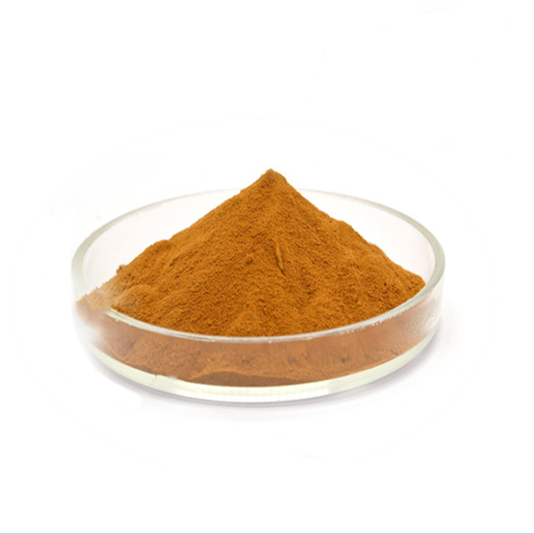 Manufacturers supply antrodia camphorata mushroom extract powder