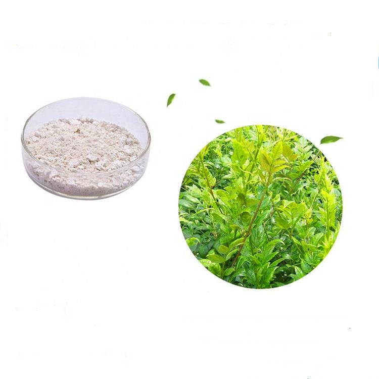 Liver Protection Grade Vine Tea Extract --Dihydromyricetin 98%