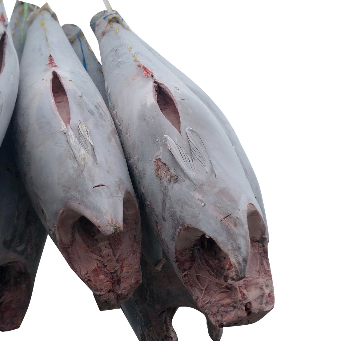 Wholesale IQF Yellowfin Frozen Tuna Fish for fresh seafood