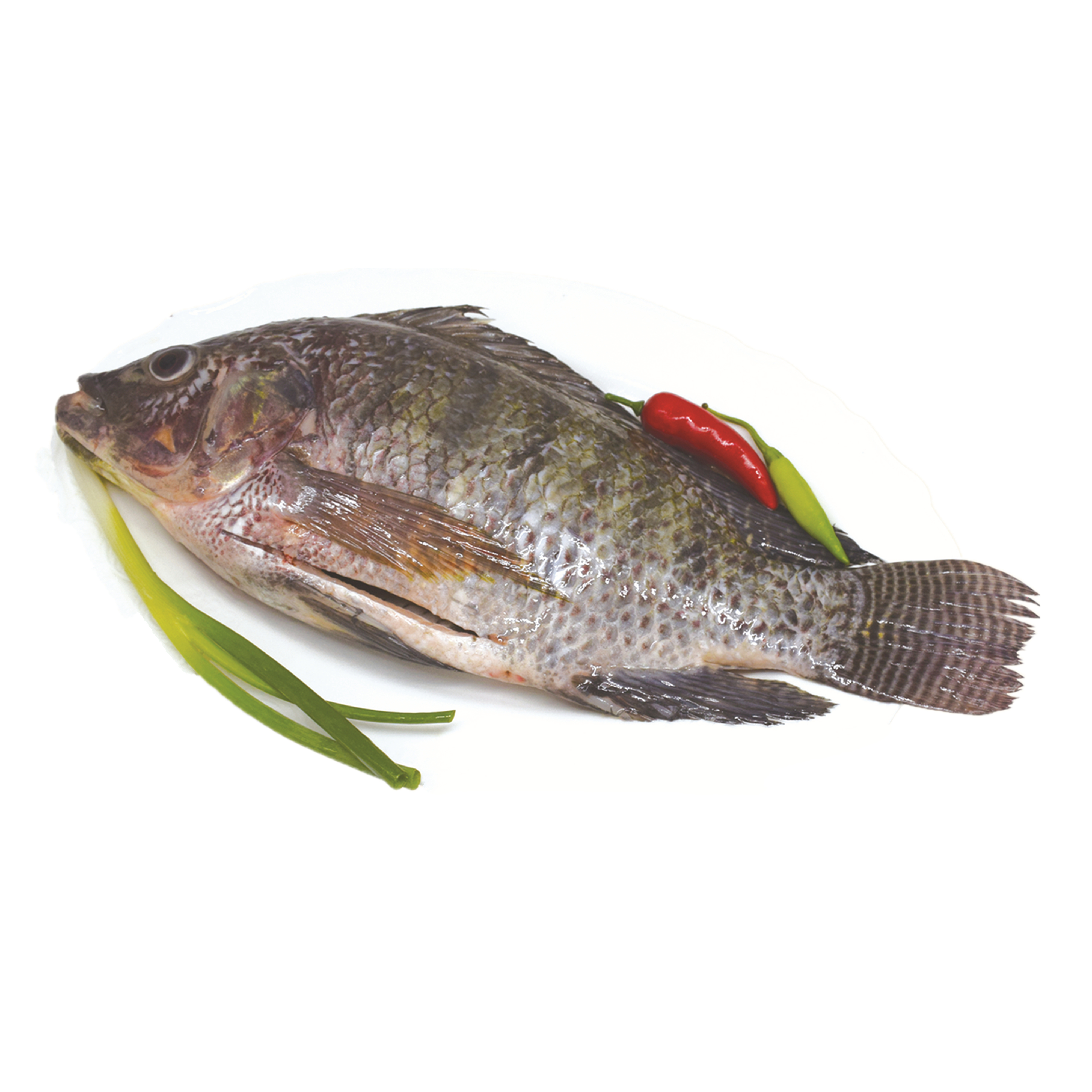Конкурентоспособная цена, замороженные и скорпированные GS Tilapia