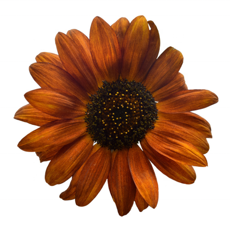 Оптовая продажа с завода, семена цветов Helianthus Annuus