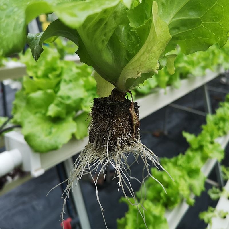 Tenlead Plant Growing Medium,for Hydroponic Cultivation