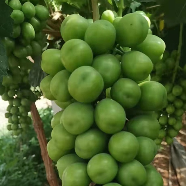 High sweet fresh shine muscat grapes