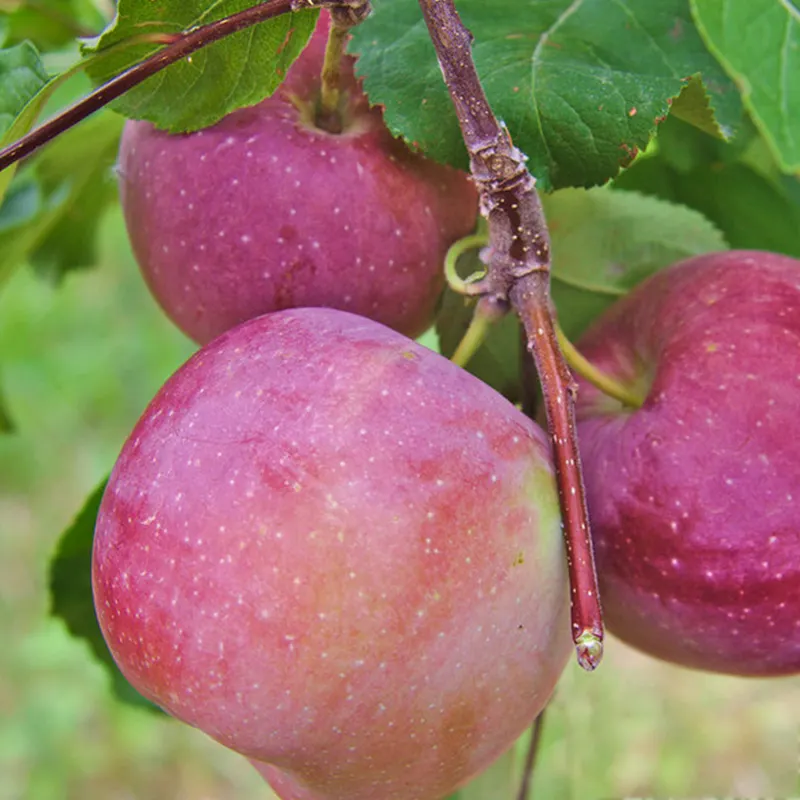 Fresh red fuji apple fruit fresh natural apples fresh apple manufacturers