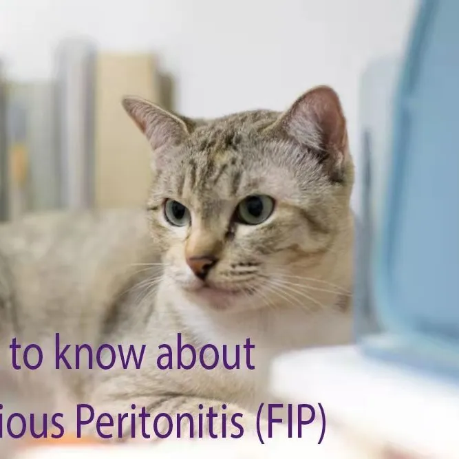 Консалтинговая служба по профилактике FIP