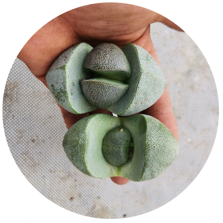 Красивый Lithops. Зеленый Императорский нефрит. Легко расти 5-6 см