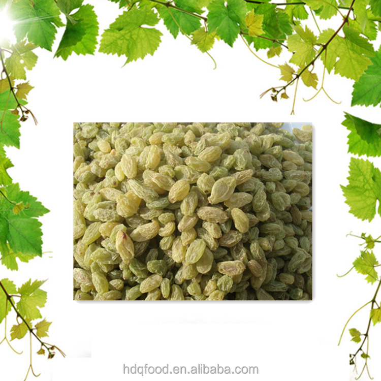 Green Raisins Dried Fruit for Sale 500g/can