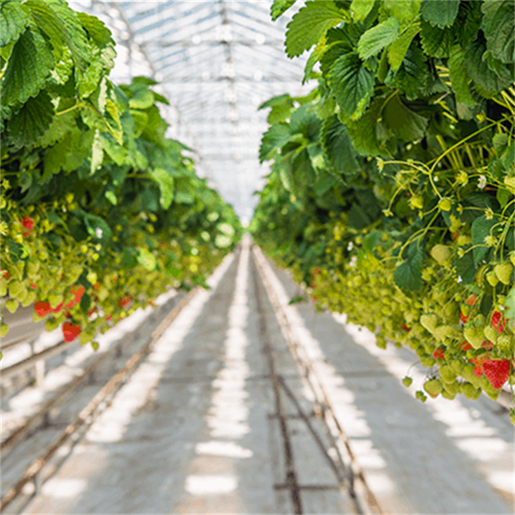 In Stock Fast Delivery Agricultural Single-span Plastic Tunnel Strawberry Greenhouse Green House Greenhouse For Sale