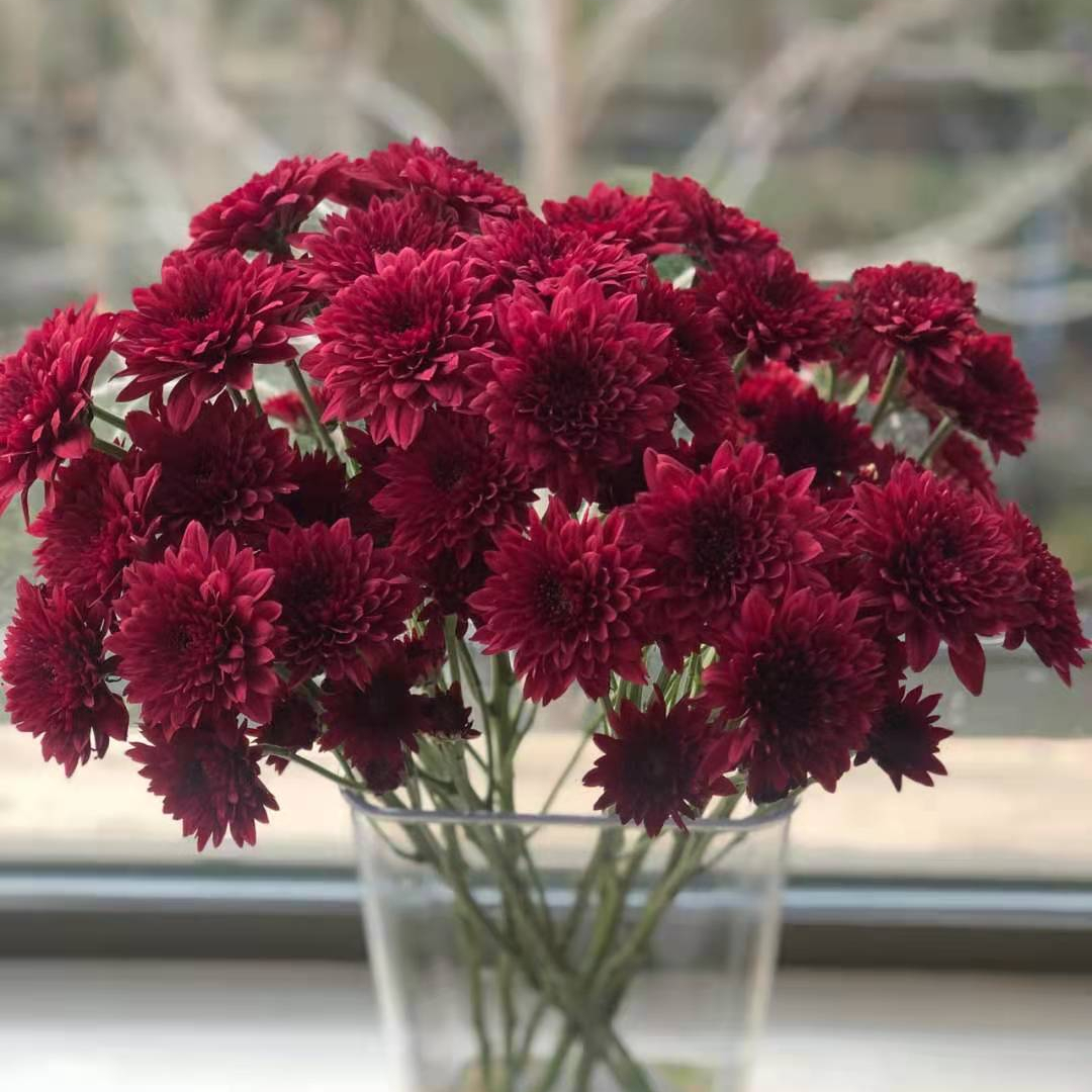 fresh cutting flowers red daisy by Yunnan flower fields directly supply