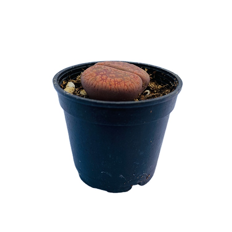 Indoor Cactus Plants Living Stone Succulent Plants Lithops