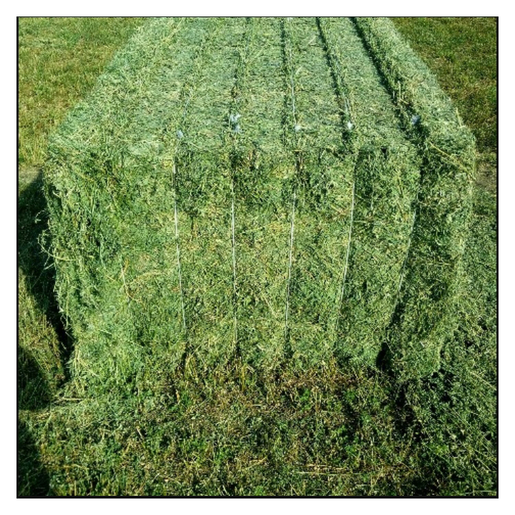 Wholesale Good Quality Alfalfa Hay Cheap Price Grass Hay Dried Grass Farm Ready For Export