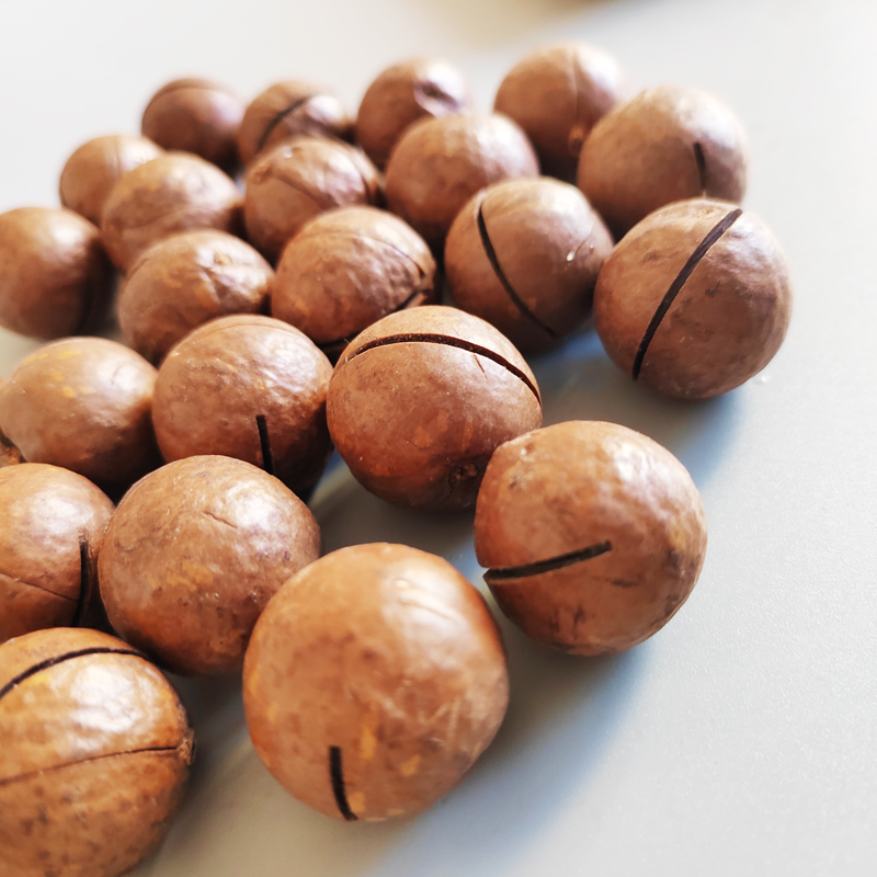 China Manufacture High Quality Macadamia Nuts with Shell Cheap Wholesale Macadamias