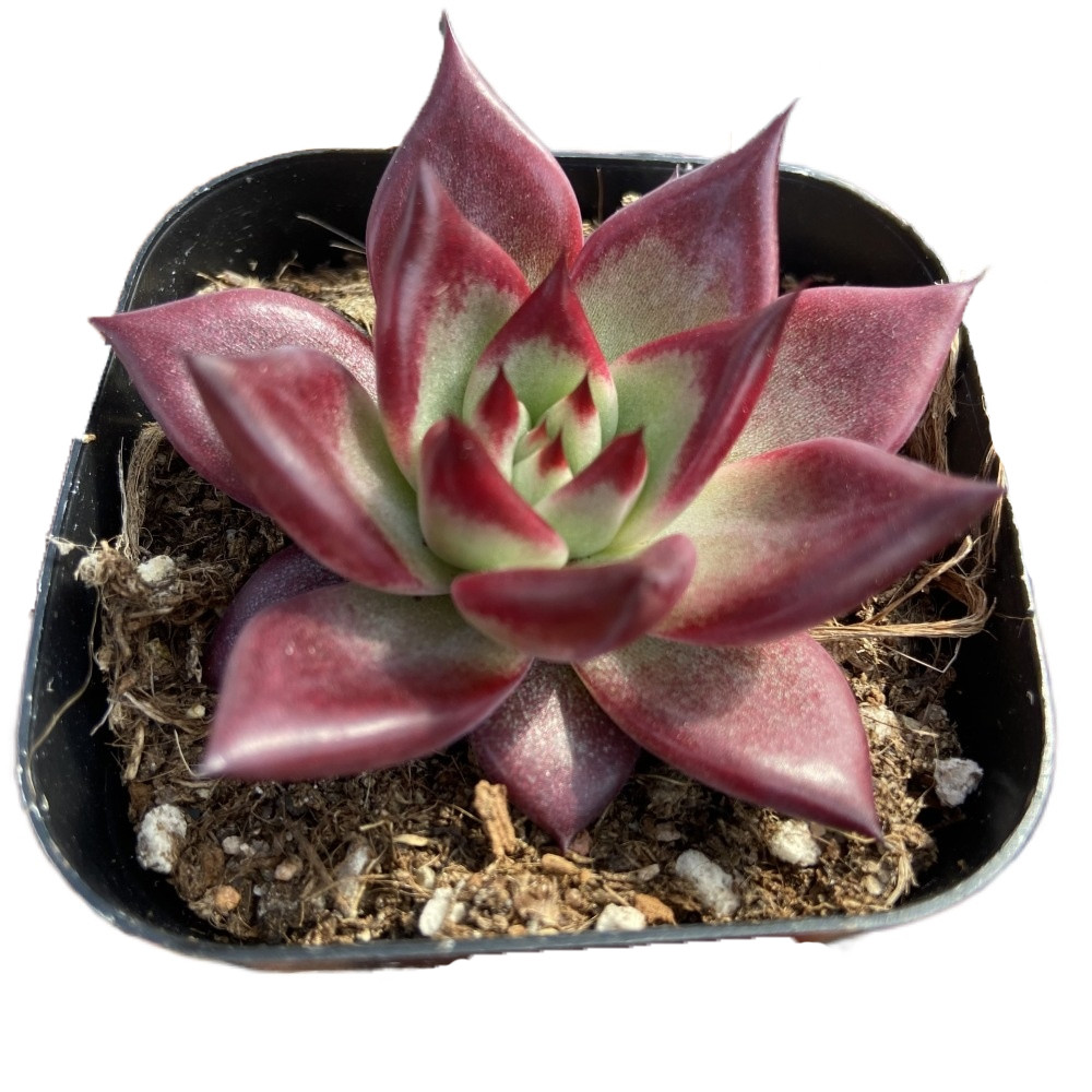 Китайская поставка, About7cm красные живые растения, живые растения, натуральные суккуленты для декоративных бонсай растений