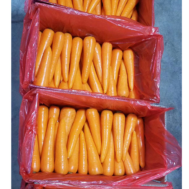 China export manufacturer fresh vegetables carrot