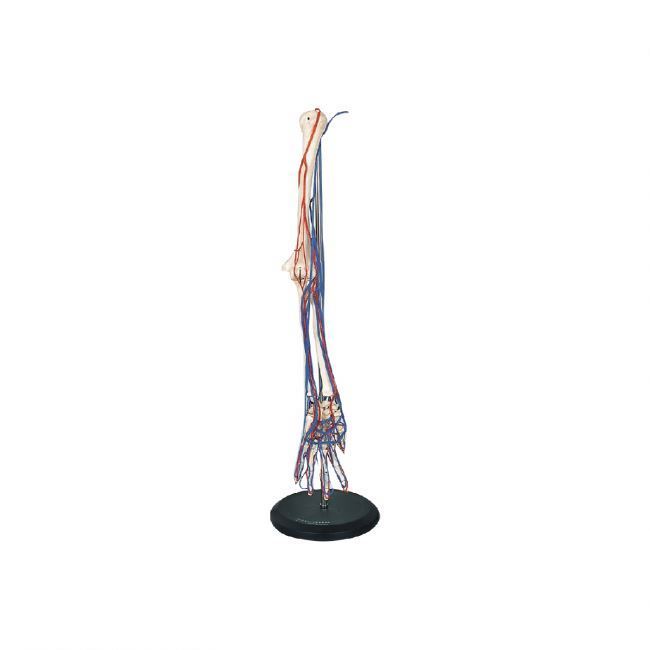 50001.01D Big adult arm bone with blood vessel