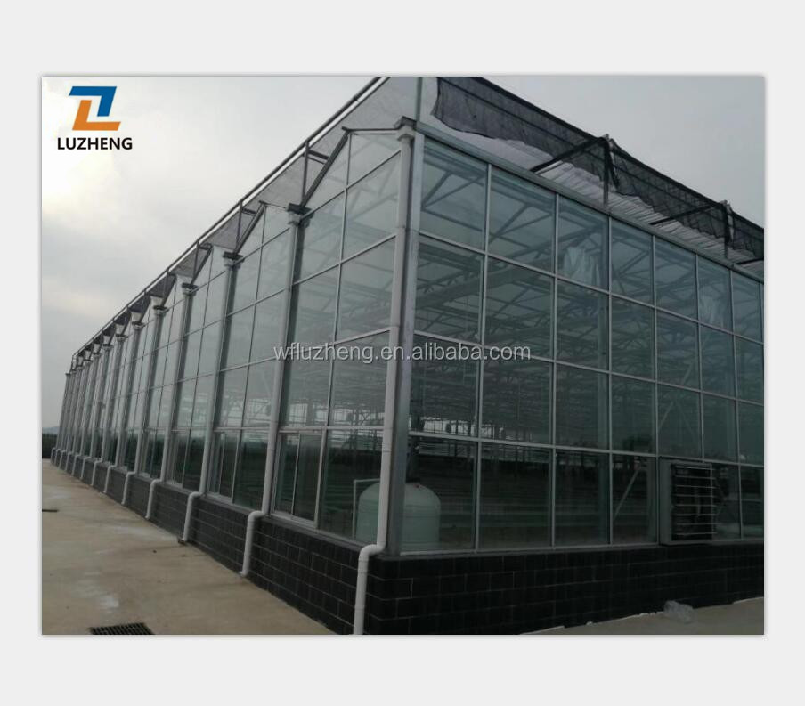 Large Automatic Intelligent Agricultural Glass Greenhouse with Soilless Culture Hydroponic Drip Irrigation System.
