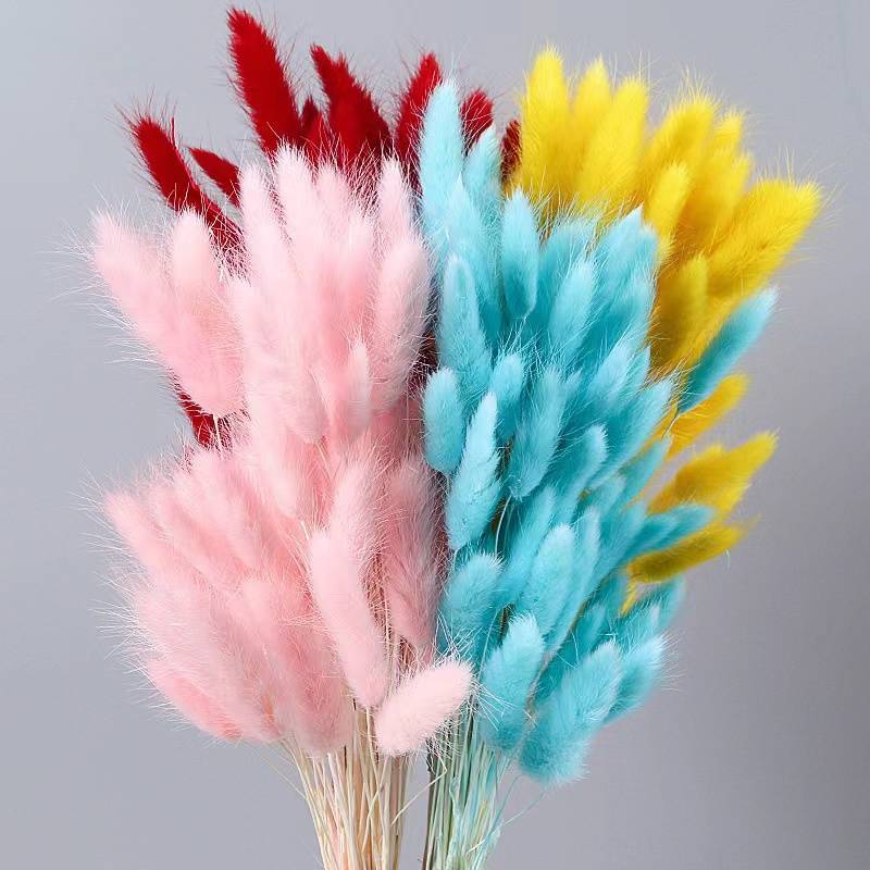 PPL30 Hare tail grass Hot sell A Grade real natural hare dried flowers bunny tails grass dried lagurus ovatus for decoration