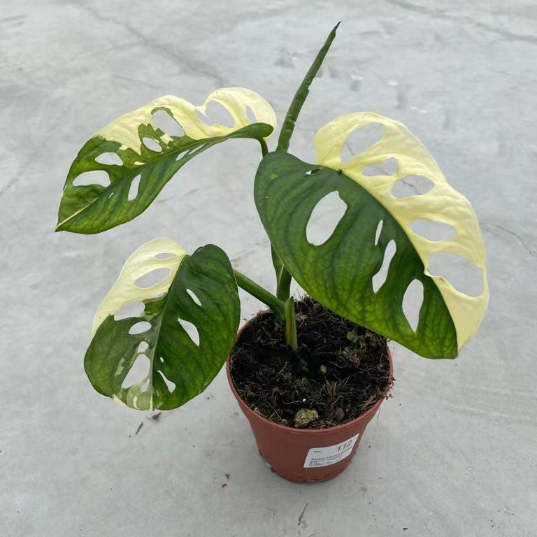 Top quality Rare Monstera Deliciosa Albo variegata plant real live bonsai plant