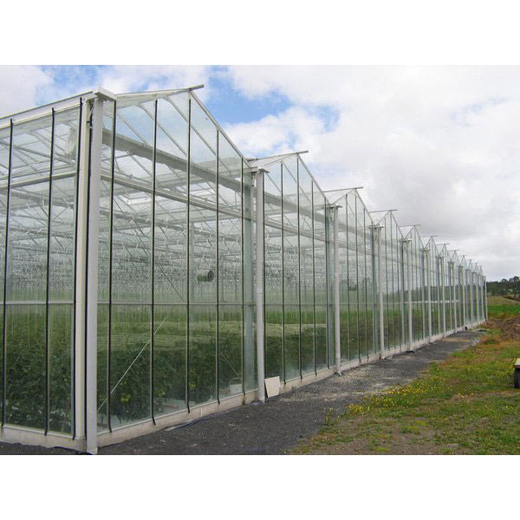 Intelligent Glass Greenhouse For Agricultural Tomato Cultivation
