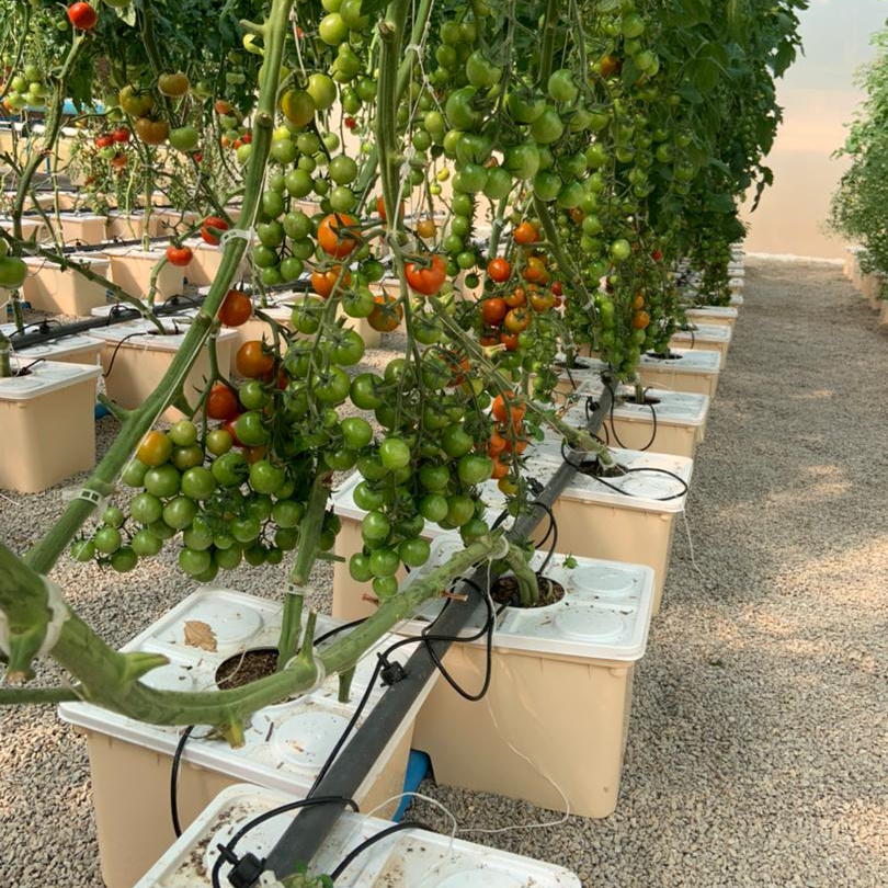 2023 Agricultural Greenhouse Hydroponics Aquaponics nft channel Pipe Fertilizer Saving Dutch Bucket Bato Growing Farming System