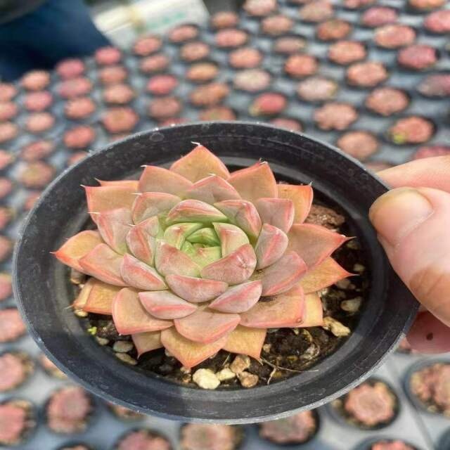 BL033 Echeveria Rose Woman Grac 9CM Red Moran Office Decoration Live Plant Glass Terrarium Natural Succulents