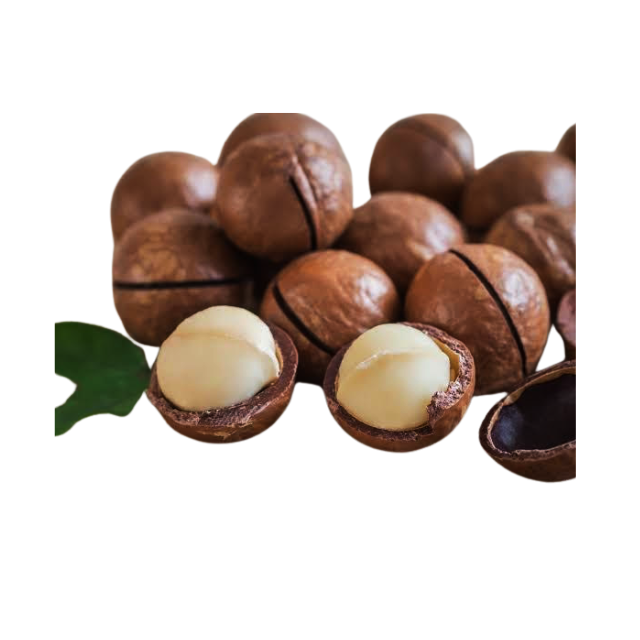 Good Seller Premium Natural Thai nuts Healthy Snacks Dried Macadamia Wholesales From Thailand Product Export Grade